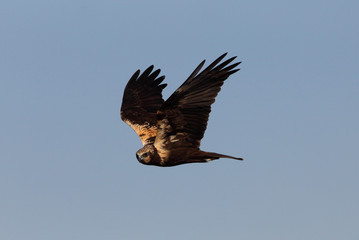 Western marsh harrier with the first lights of the day, harrier, hawk, falcons, raptors, birds,  Circus aeroginosus