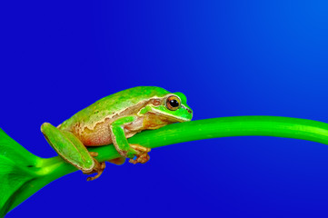 Beautiful Europaean Tree frog Hyla arborea 