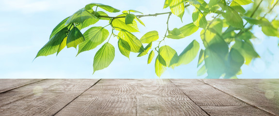 Wooden table and tree branch with green leaves on sunny day. Springtime