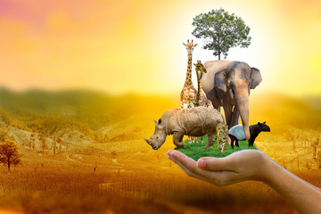 Wildlife Conservation Day Wild animals to the home. Or wildlife protection