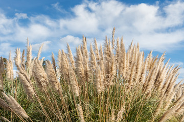 Dry yellow Cortaderia Selloana Pumila feather pampas grass with is on a blue sky with white clouds background in the park © Tatiana Kuklina