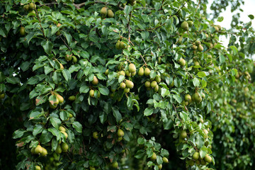Ripening green pear on a bush