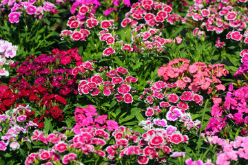 Sweet William flowers (Dianthus barbatus) on a flowerbed