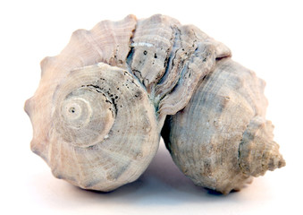 seashell isolated on white background