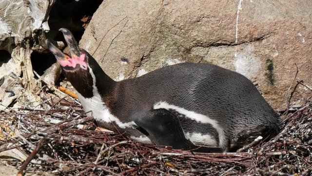 Penguins in the park outdoors