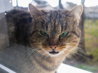 An angry gray cat is sitting behind the glass on the windowsill of the window. The cat looks hungry green eyes through the glass, asks to enter the house.