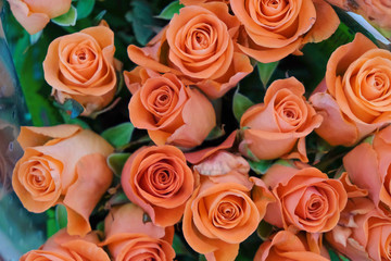 Background of Atomic Tangerine Color roses in Ukraine. - Powered by Adobe