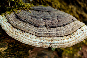 mushroom