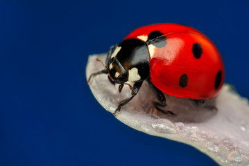 Beautiful ladybug on leaf defocused background