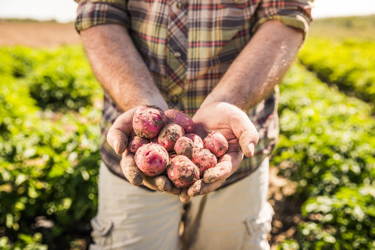 Close-up of farmer harvesting young potatoes in a field. Laurel, Montana