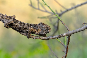Macro shots, Beautiful nature scene green chameleon 