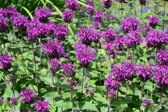 Closeup monarda media known as purple bergamot with blurred background in summer garden