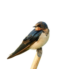 Barn swallow (Hirundo rustic) Pacific Swift small fat bird with velvet dark blue and brown feathers...