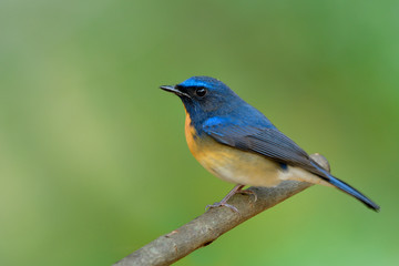 Beautiful bright and velvet blue bird with orange feathers perching on tree branch in Thailand tropical forest, Chinese blue flycatcher (Cyornis glaucicomans)