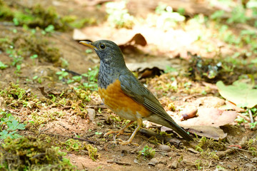 beautiful brown belly with grey wings to neck to face and back perching on bright spot on the ground, Female of Black-breasted thrush (Turdus dissimilis)