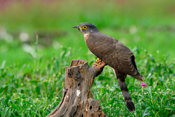 Beautiful camouflage grey bird, Large hawk-cuckoo (Hierococcyx sparverioides) perching on dried log among green plants and  pink flower garden in Bangkok arboretum Thailand