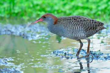 Beautiful camouflage brown head red beaks and grey breast bird standing on muddy wet pond in rice...