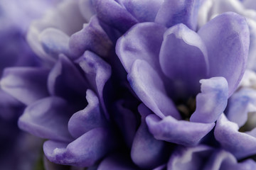 Hyacinth as background. Blossom.