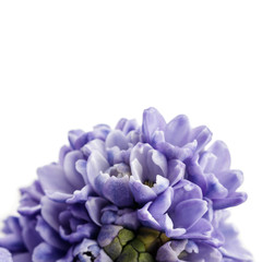 Hyacinth on white.