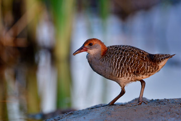 Beautiful grey to brown bird walking on dirt pole over water reflection with sunlight shining on its feathers, young Slaty-breasted Rail (gallirallus striatus)