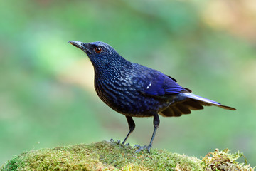 Blue Whistling Thrush (Myophonus caeruleus) in black lips formation perching on green mossy rock in nature