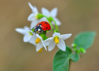 Beautiful ladybug on leaf defocused background