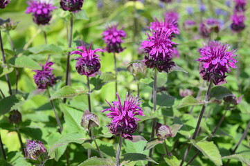 Closeup monarda media known as purple bergamot with blurred background in summer garden