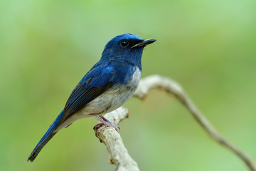 Fototapeta premium Close up of dark blue with white feathers on its belly with sharp details from head eyes bills body legs and tail, male of Hainan blue flycatcher (Cyornis hainanus)