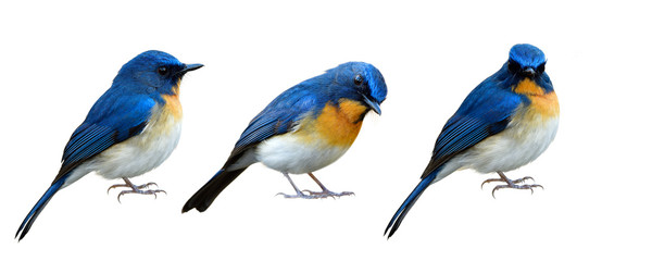 Collection of Blue bird isolated on white background in different manners and lovely stances, exotic animal