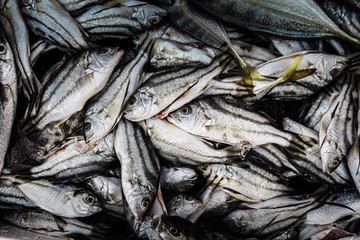 Marine fish contain nutrients that are essential to the body and can be eaten at any age because it...