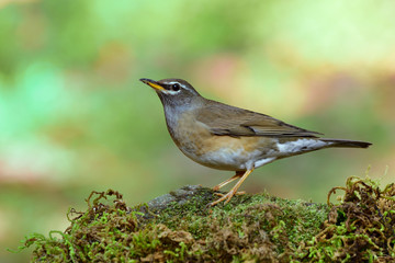 Eye-browed thrush (Turdus obscurus) migrant grey to yellow bird with white line on its face standing on mossy rock in the wild