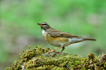 Eyebrowed thrush (Turdus obscurus) beautiful brown to grey bird with white shade on its face proudly perching on rock over fine green background