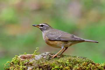 Eyebrowed thrush (Turdus obscurus) member of Turdidae family perchig on feeding station in garden of Chiang Rai Mae Fah Luang Arboretum, Thailand
