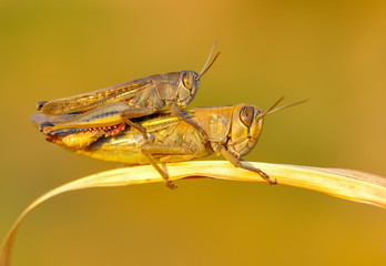 Beautiful Grasshopper macro in green nature 