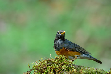 Female of Black-breasted thrush (Turdus dissimilis) beautiful brown to grey with grey to black nect to face and back perching on mossy spot in nature