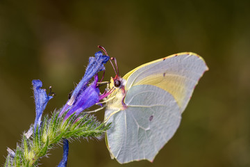 Gonepteryx cleopatra butterfly on flower 