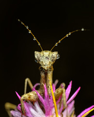 Close up of pair of Beautiful European mantis ( Mantis religiosa )