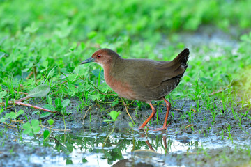Happy red to bown bird with tail wagging in happy action, ruddy-breasted crake (Porzana fusca)