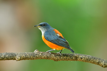 Lovely orange belly grey wings and white chin bird standing on tree branch showing its back feathers profile, orange-bellied flowerpecker