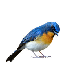 Lovely surrendering manner of blue and orange with white belly isolated on white background, Tickell's or Indochinese blue flycatcher (Cyornis tickelliae)