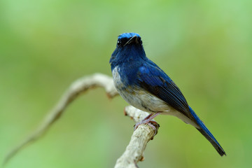 Obraz premium Male of Hainan blue flycatcher (Cyornis hainanus) showing its sharp chin feathers while perching on white branch in nature with fresh green environment