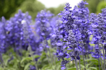 Closeup salvia farinacea known as mealy sage with blurred background in summer garden