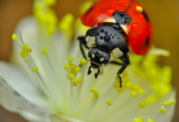 Beautiful ladybug on leaf defocused background