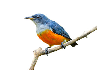Orange-bellied flowerpecker (Dicaeum trigonostigma) beautiful little orange belly and grey head to back bird perching on tree branch isolated on white background