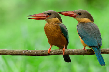 Fototapeta premium Twin blue bird with brown chest to belly, red beaks, orange foot, and big eyes together perching on dired wooden stick, Stork-billed kingfisher (Pelargopsis capensis)