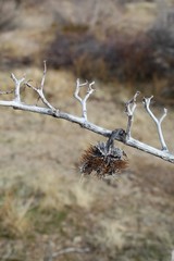 Appearing dead in the icy grip of Southern Mojave Desert Winter, this native, Sacred Datura, Datura...