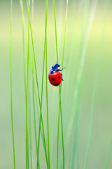 Beautiful ladybug on leaf defocused background