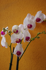 Orchid with white petals a precious and sensual flower, a symbol of love