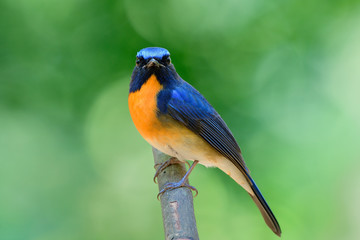 Wondering Straight face of fascinated blue and orange bird, Chinese blue flycatcher (Cyornis glaucicomans)