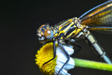 Macro shots, showing of eyes dragonfly and wings detail. Beautiful dragonfly in the nature habitat.